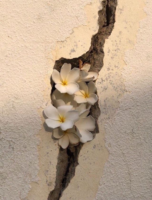 Reconnecting With Your Softness